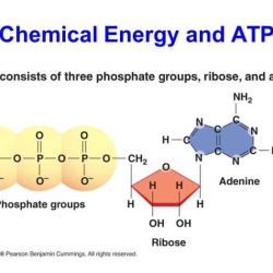 Atp free energy carrier pogil