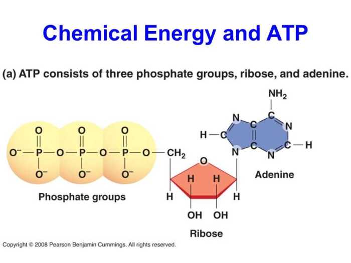 Atp free energy carrier pogil