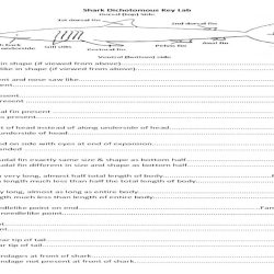 Shark dichotomous key worksheet answers pdf