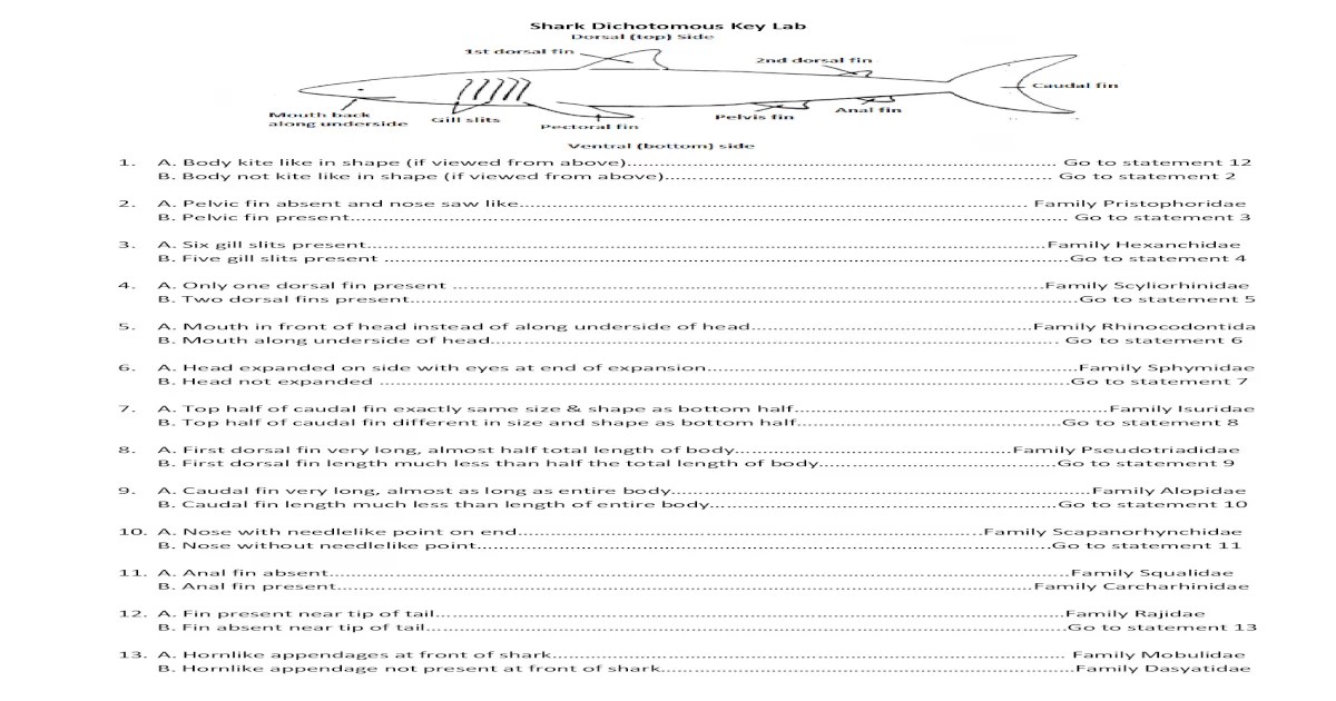 Shark dichotomous key worksheet answers pdf