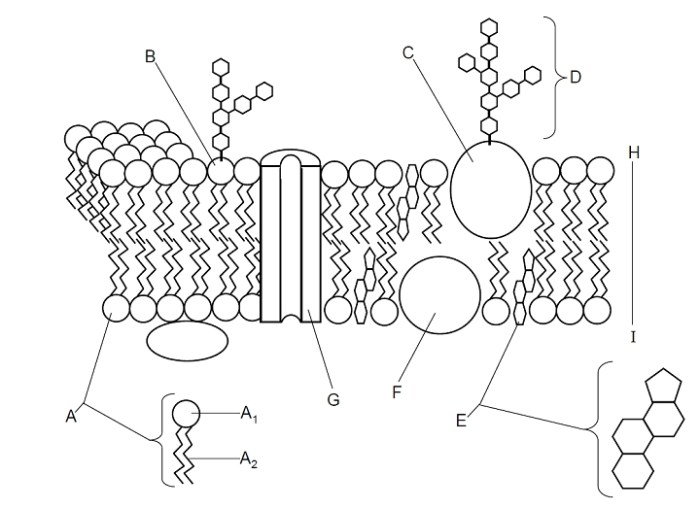 Cell membrane coloring sheet answers