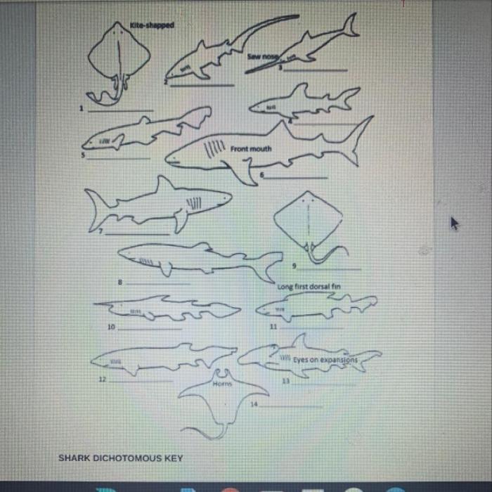 Shark dichotomous key worksheet answers pdf