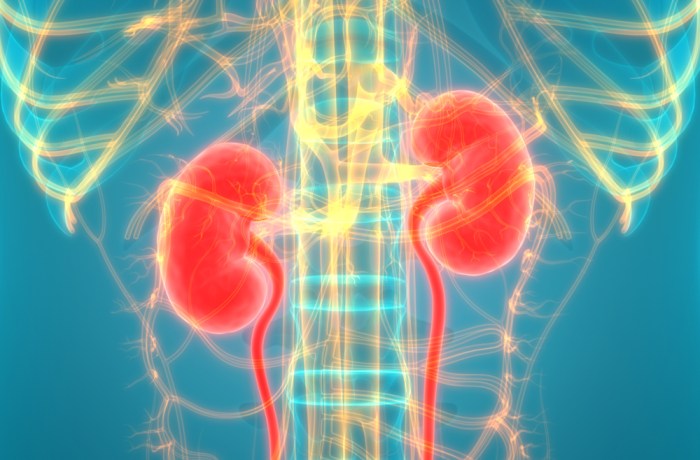 Ati real life kidney disease