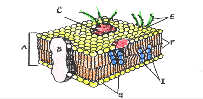 Cell membrane coloring sheet answers