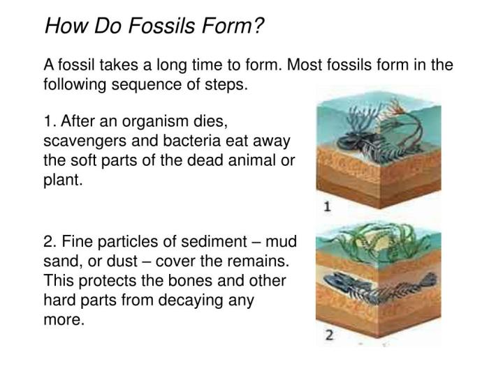 Fossils clues to the past answer key