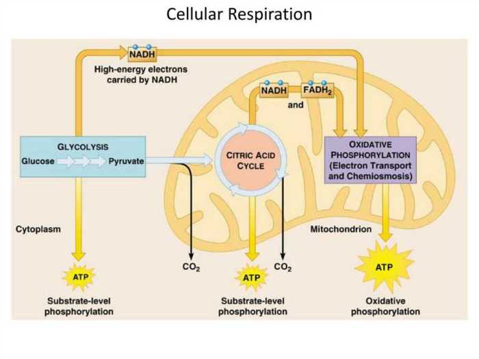 Atp free energy carrier pogil