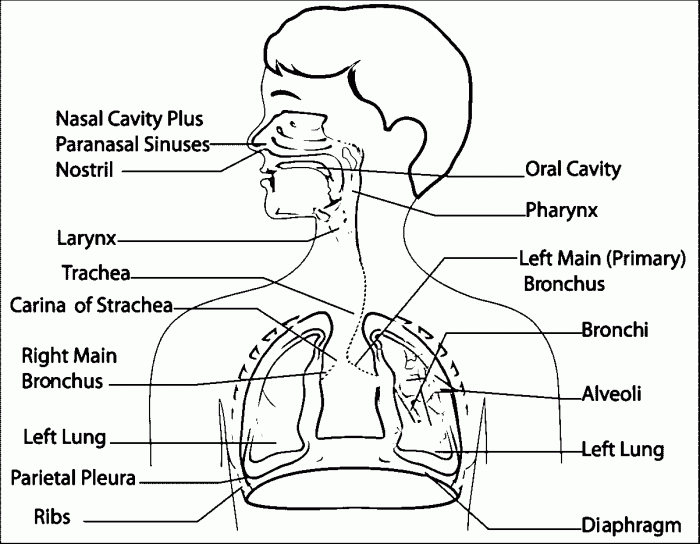 The human respiratory system worksheet answers