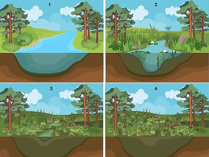 Examining the stages in ecological succession in a pond