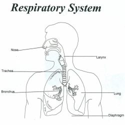 The human respiratory system worksheet answers