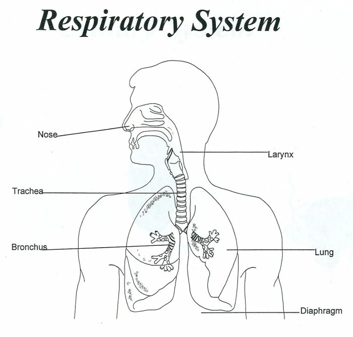 The human respiratory system worksheet answers